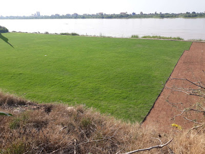 cỏ nhung nhật sân vườn