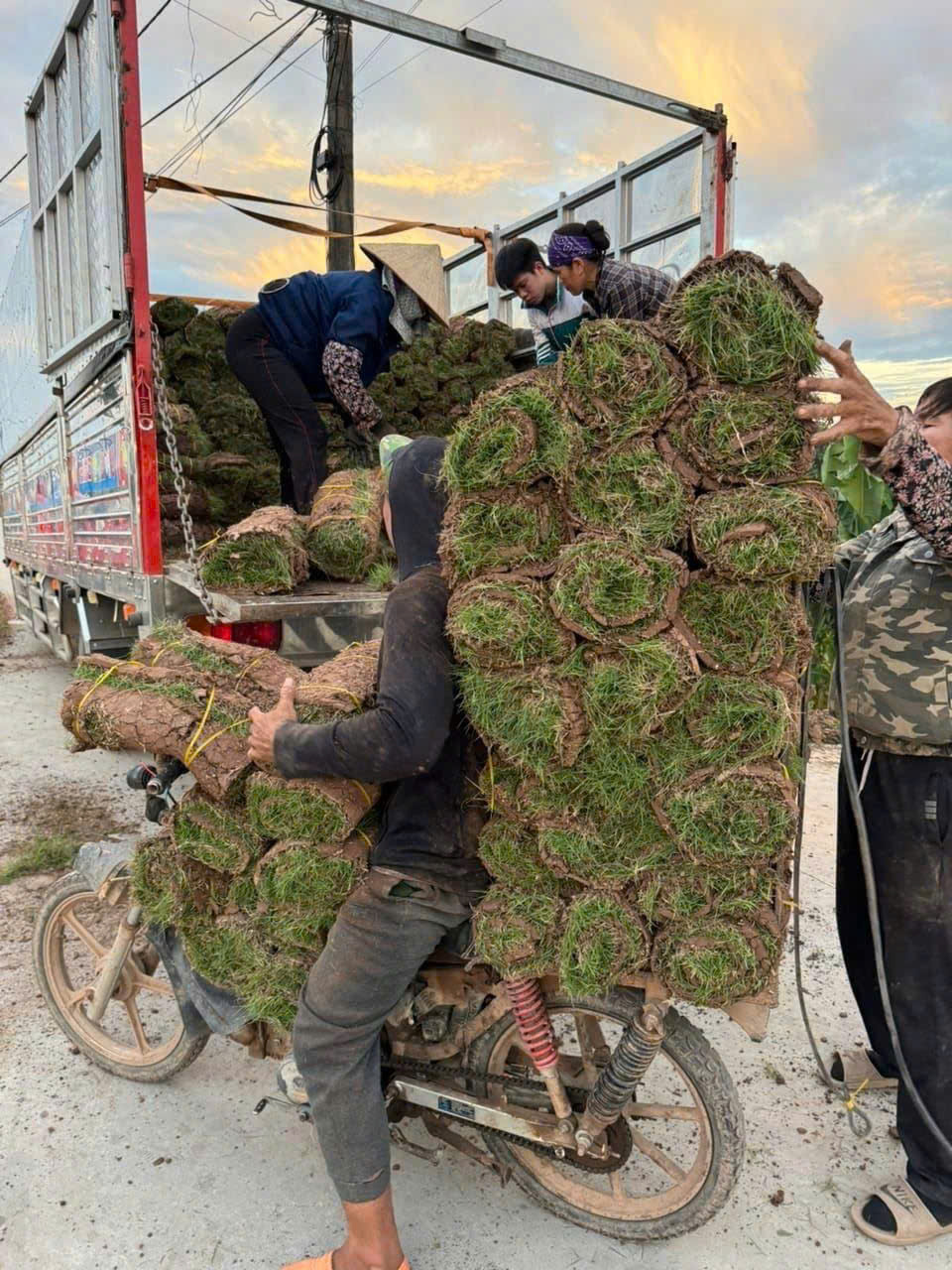 Cung ứng cây công trình