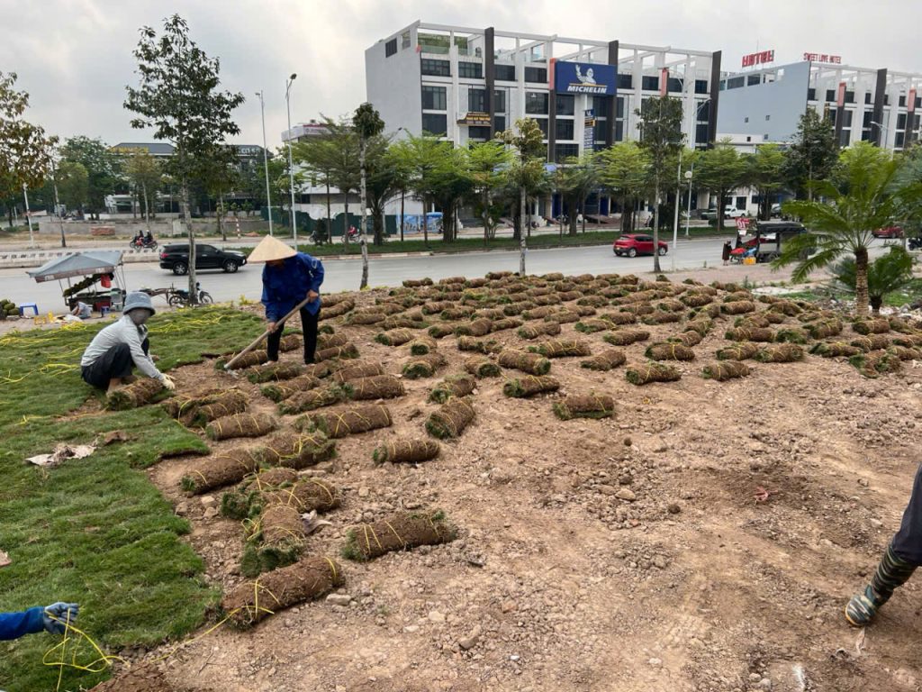 Đội ngũ thi công trải cỏ nhung Nhật đúng kỹ thuật giúp cỏ phát triển xanh tốt và bền đẹp.