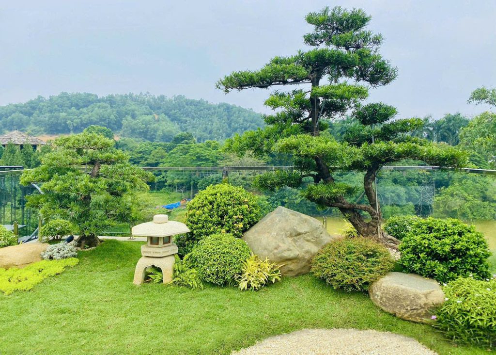Thi công cỏ nhung Nhật sân vườn